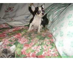 Chihuahua mini toy maschietto - 2