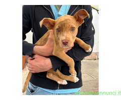 In regalo CANE METICCIO - 2