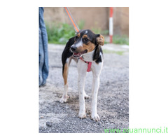 In regalo GEA CUCCIOLA MIX JACK RUSSEL