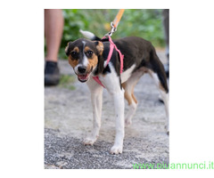 In regalo GEA CUCCIOLA MIX JACK RUSSEL
