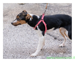 In regalo GEA CUCCIOLA MIX JACK RUSSEL