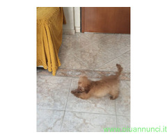 Barboncino toy femmina