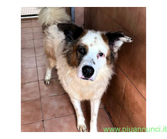 In regalo CANE METICCIO