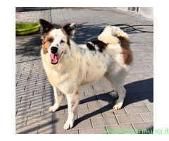 In regalo CANE METICCIO