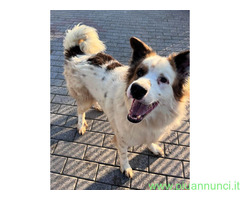 In regalo CANE METICCIO