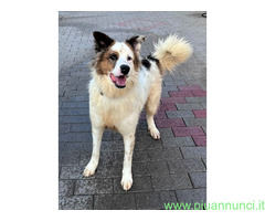 In regalo CANE METICCIO