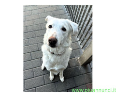 In regalo CAGNOLINA METICCIA