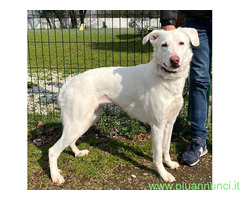 In regalo CAGNOLINA METICCIA