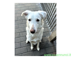 In regalo CAGNOLINA METICCIA
