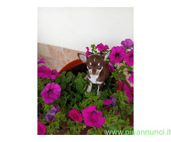 Chihuahua toy femminuccia
