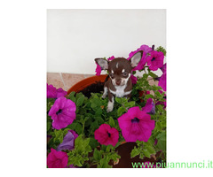 Chihuahua toy femminuccia