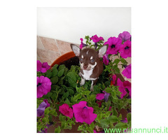 Chihuahua toy femminuccia