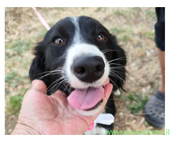 In regalo LUNA 2 anni mix Border Collie
