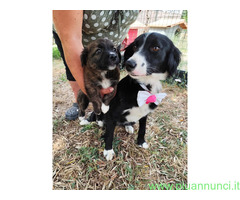 In regalo LUNA 2 anni mix Border Collie