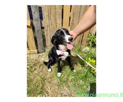 In regalo LUNA 2 anni mix Border Collie