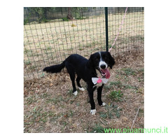 In regalo LUNA 2 anni mix Border Collie