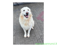 In regalo CANE METICCIO