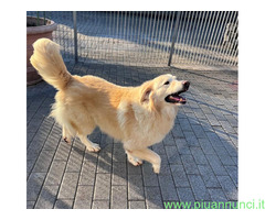In regalo CANE METICCIO