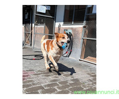 In regalo CANE METICCIO - 4