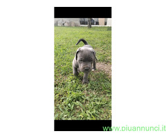 Cuccioli Cane Corso - 3