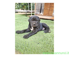 Cuccioli Cane Corso - 4