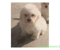 Maltipoo nano e micro toy