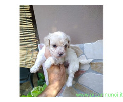 Maltipoo nano e micro toy