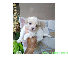 Maltipoo nano e micro toy