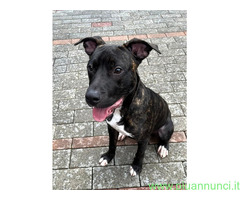 In regalo CANE METICCIO
