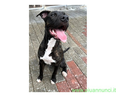 In regalo CANE METICCIO