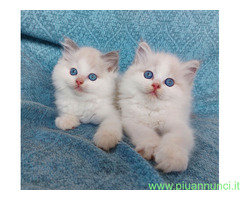Gattini razza Ragdoll