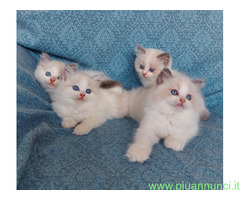 Gattini razza Ragdoll