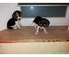 Beagle tricolore cuccioli
