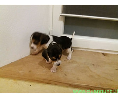 Beagle tricolore cuccioli