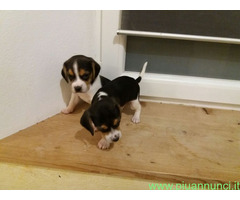 Beagle tricolore cuccioli