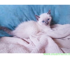 Siamese Tradizionale gattina