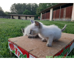 Siamese Tradizionale gattina