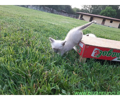 Siamese Tradizionale gattina