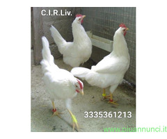 Galline livornesi in purezza