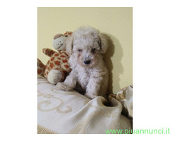 Barboncini toy maschietti