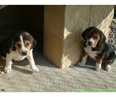 Beagle tricolore cuccioli