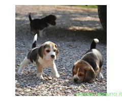 Beagle tricolore cuccioli