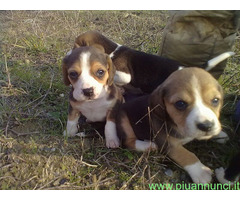 Beagle tricolore cuccioli