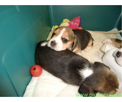 Beagle tricolore cuccioli