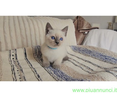 Siamese Tradizionale gattina