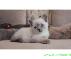 Siamese Tradizionale gattina