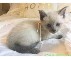 Siamese Tradizionale gattina