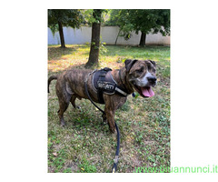 In regalo CANE METICCIO