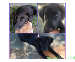 In regalo SIBILLA CUCCIOLA MIX LABRADOR