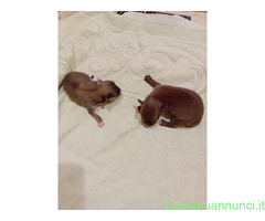 Chihuahua toy